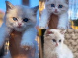 À réserver 2 chatons Ragdolls LOOF