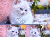 À réserver 2 chatons Ragdolls LOOF
