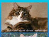 2 chatons Norv&eacute;giens disponibles &agrave; la vente (LOOF)