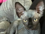 4 chatons Sphynx mâles LOOF disponibles à la vente