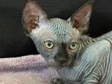 4 chatons Sphynx mâles LOOF disponibles à la vente