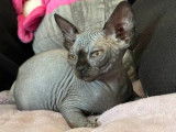 4 chatons Sphynx mâles LOOF disponibles à la vente