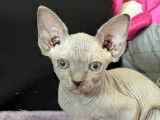 4 chatons Sphynx mâles LOOF disponibles à la vente