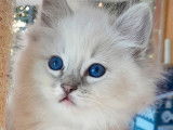 5 chatons Ragdolls LOOF disponibles &agrave; la r&eacute;servation