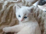 5 chatons Ragdolls LOOF disponibles &agrave; la r&eacute;servation
