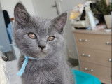 2 chatons Chartreux LOOF disponibles à la réservation