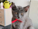 2 chatons Chartreux LOOF disponibles à la réservation