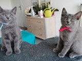 2 chatons Chartreux LOOF disponibles à la réservation