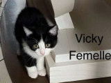 À adopter : chatonne noir et blanc