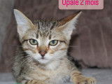 Disponible à l'adoption : chaton mâle de 2 mois