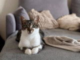 Adoption disponible : chaton femelle de 10 mois