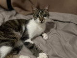 Adoption disponible : chaton femelle de 10 mois