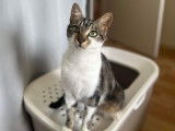 Adoption disponible : chaton femelle de 10 mois