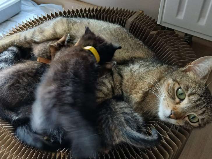 À adopter : chatonne de 10 mois
