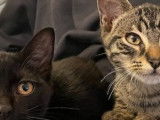 2 chatons de 4 mois disponible à l'adoption