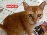 Chatte de 2 ans prête pour l'adoption