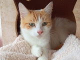 En attente d'une famille : chatte d'un an
