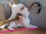En attente d'une famille : chatte d'un an
