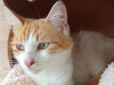 En attente d'une famille : chatte d'un an