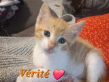 À adopter : chatonne de 2 mois