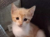 À adopter : chatonne de 2 mois