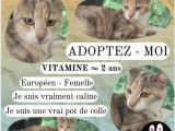 Disponible à l'adoption : chatte de 2 ans