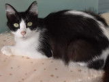 Prête pour l’adoption : chatte noir et blanc