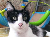 Prête pour l’adoption : chatte noir et blanc