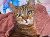 Valène à adopter