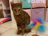 Valène à adopter