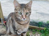 Valène à adopter