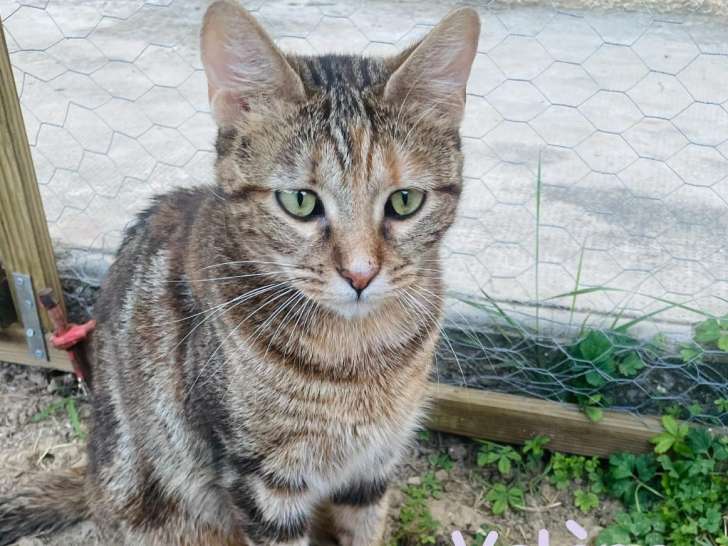Valène à adopter