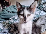Adoption disponible : chaton mâle de 2 mois