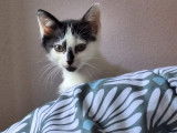Adoption disponible : chaton mâle de 2 mois