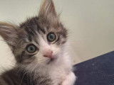 En quête d'une famille : chaton mâle gris et blanc