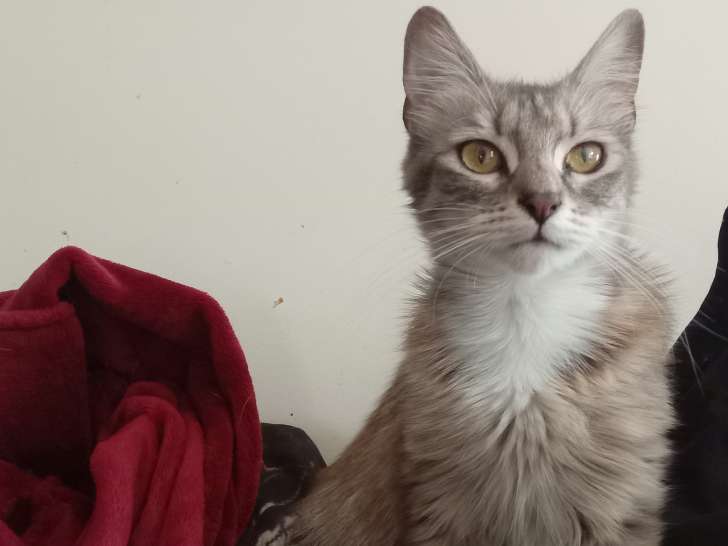 À la recherche d'un foyer convivial : chatte d'un an