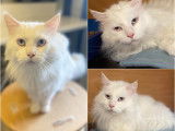 Adoption disponible : chat de 6 ans