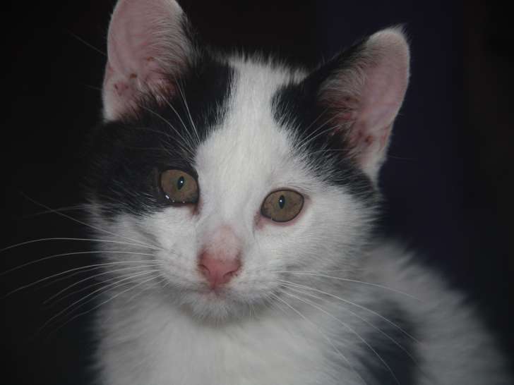À accueillir : chaton d’un mois
