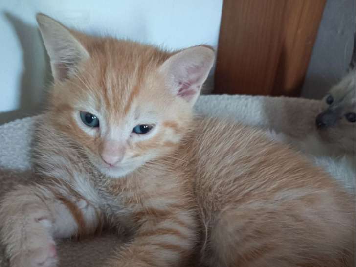 Adoption disponible : chat mâle roux