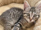 Chaton femelle tigré à adopter