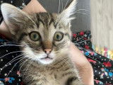 Chaton femelle tigré à adopter