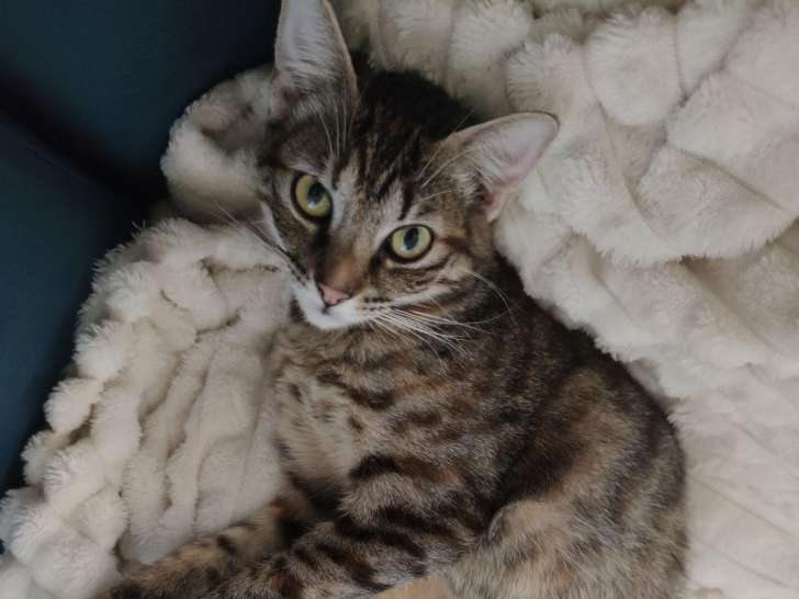 À adopter, chaton femelle de 9 mois