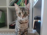 À adopter, chaton femelle de 9 mois