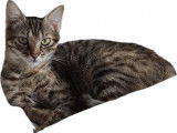 À adopter, chaton femelle de 9 mois
