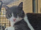 En attente d'adoption, chat gris et blanc