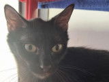 À la recherche d'une famille, chatte noire