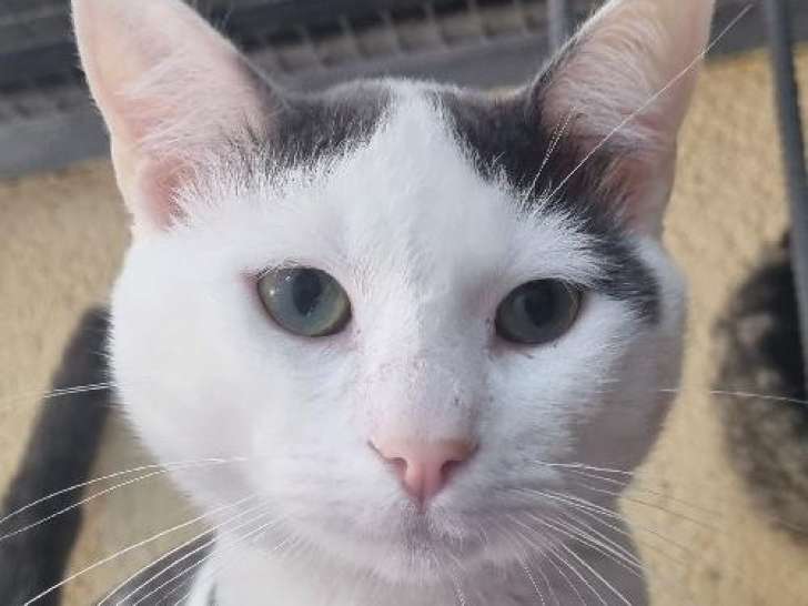 En attente d'adoption : chat gris et blanc