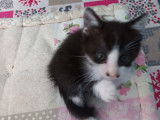 À adopter : chaton femelle de 2 mois