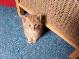 Disponible à l'adoption : chaton mâle roux