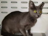 À adopter : chatte Chartreux d’un an